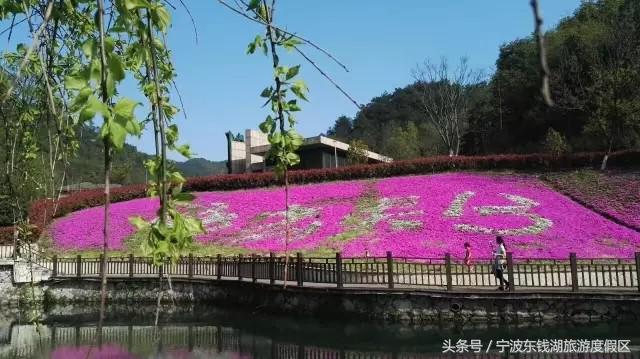 南苑花博园郁金香,除了郁金香还有什么花好看