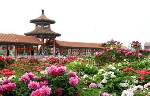 世界那么大!我想去看看之山东菏泽!