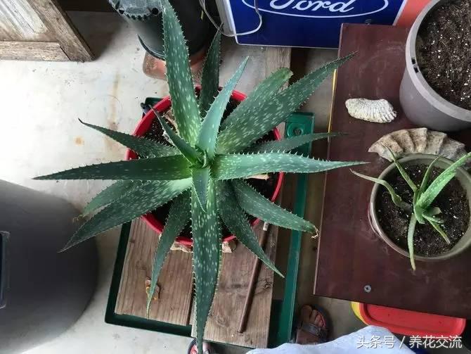 养了18年的芦荟第二次开花,长成树的芦荟