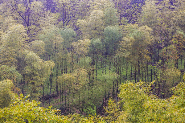 溧阳原始竹林里的这家野奢酒店,溧阳房间内有温泉的酒店叫什么