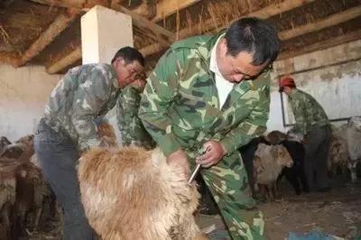 养羊必备的5种防疫知识,最近养羊人需注意这几大病害