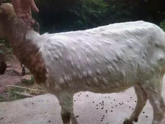 养羊必备的5种防疫知识,最近养羊人需注意这几大病害