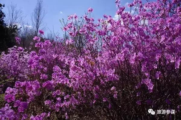 辽源赏花的地方,辽源最佳观花位置