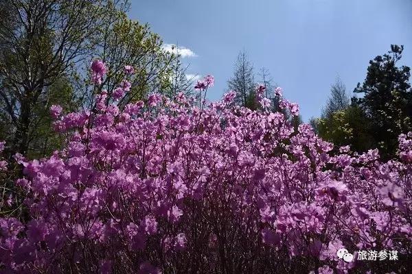 辽源赏花的地方,辽源最佳观花位置