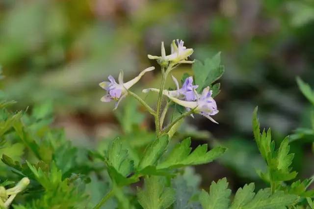 眼睛花了？这种花竟然酷似纷飞的“云雀”？