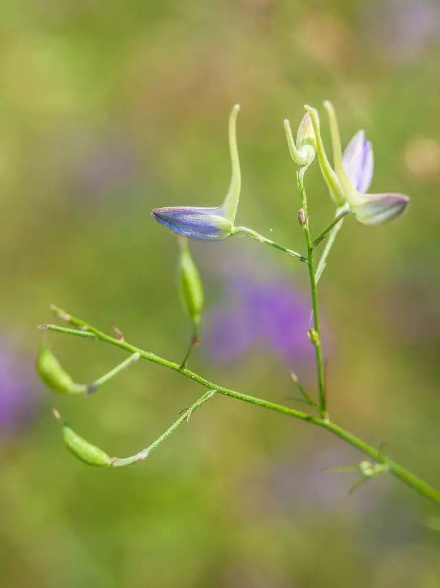 眼睛花了？这种花竟然酷似纷飞的“云雀”？