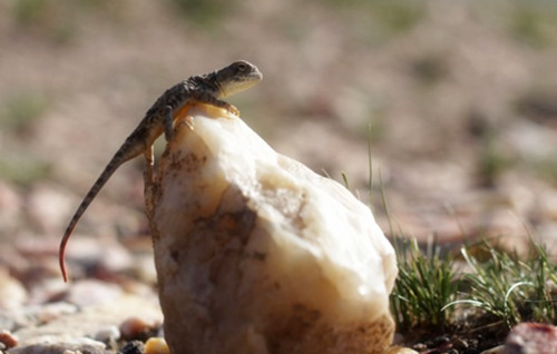 去新疆捡海蓝宝石容易捡到吗,新疆蓝宝石和透明石头在哪里捡