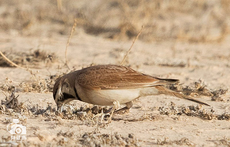 以色列，闯入“禁区”的观鸟人