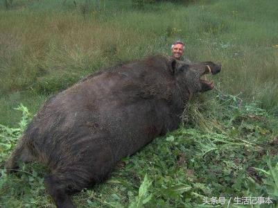 老汉养了一条怪猪,老汉养了一只怪猪十二年没长大