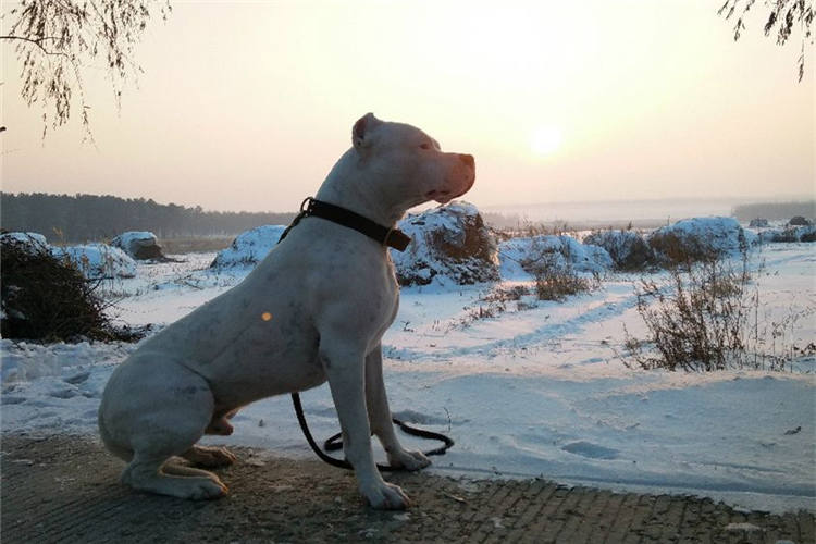 比特杜高犬抓野猪图片,杜高犬狩猎大型野兽
