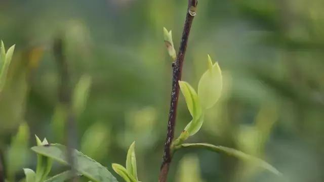 曾经的皇家贡茶,丽水龙泉贡茶