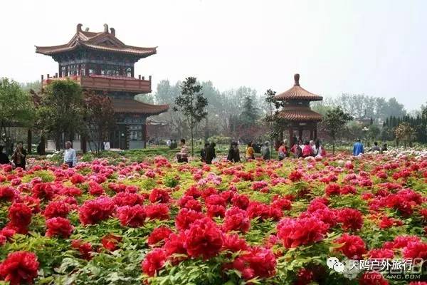 踏春出游来洛阳,踏春周末出游