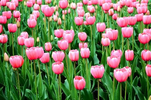 不同颜色的郁金香有着不同的寓意,郁金香的花色寓意是永恒的爱