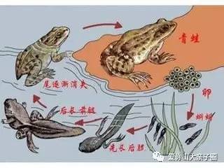 惊掉你下巴的“变态”虫生！盘点动物界那些长着长着就变形的主儿