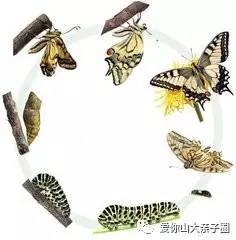 惊掉你下巴的“变态”虫生！盘点动物界那些长着长着就变形的主儿