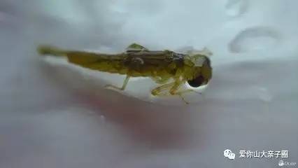 惊掉你下巴的“变态”虫生！盘点动物界那些长着长着就变形的主儿