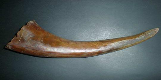 天价的犀牛角,竟如此嚣张