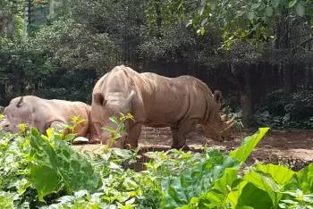 长隆番禺野生动物园攻略,番禺长隆野生动物园门票攻略