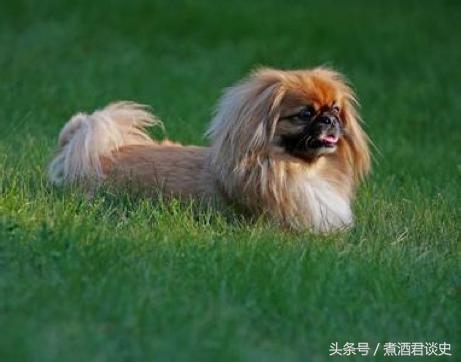 清朝的八旗子弟,八旗子弟玩核桃