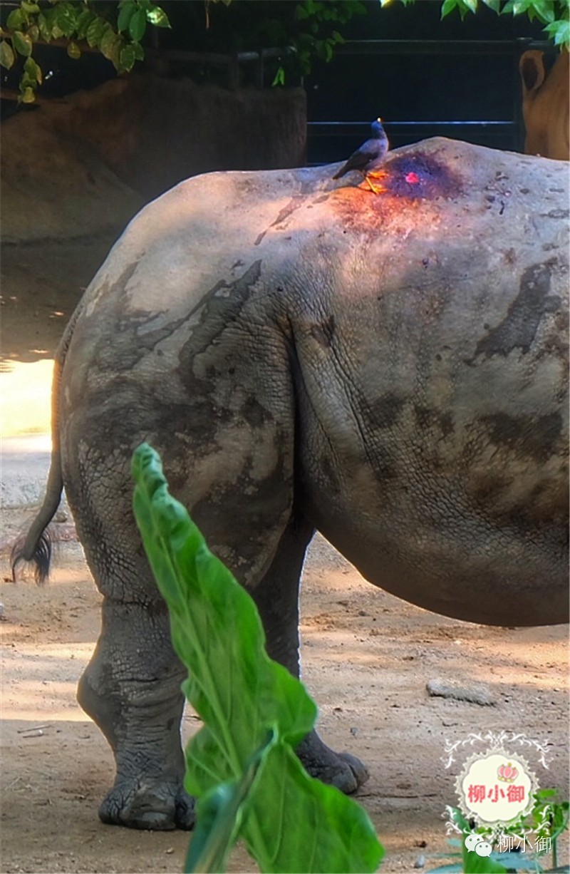 春节旅游去新加坡,新加坡旅游团春节