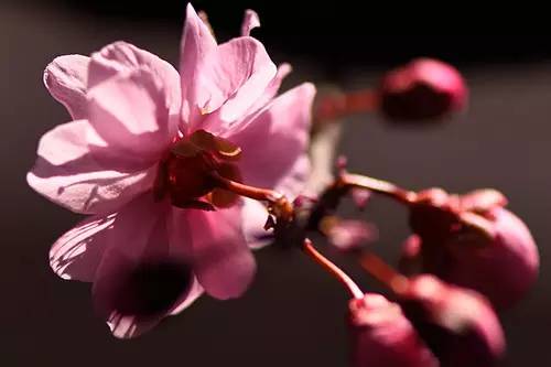 梅花香自苦寒来演讲稿,梅花香自苦寒来作文