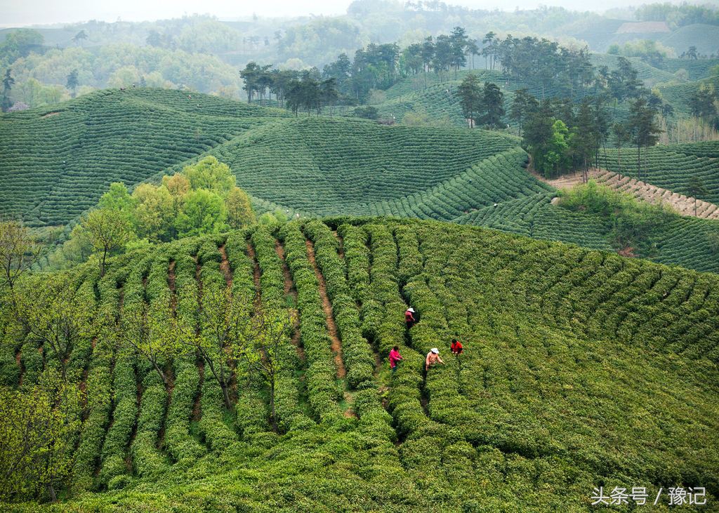 大别山旅游哪里看杜鹃花,大别山看杜鹃花自驾游路线推荐