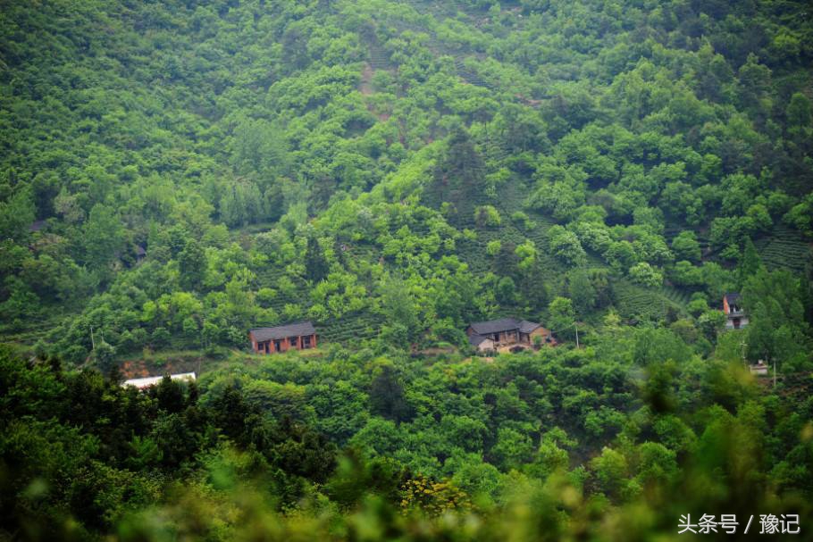 大别山旅游哪里看杜鹃花,大别山看杜鹃花自驾游路线推荐