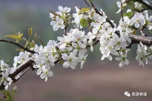 辽源赏花的地方,辽源最佳观花位置
