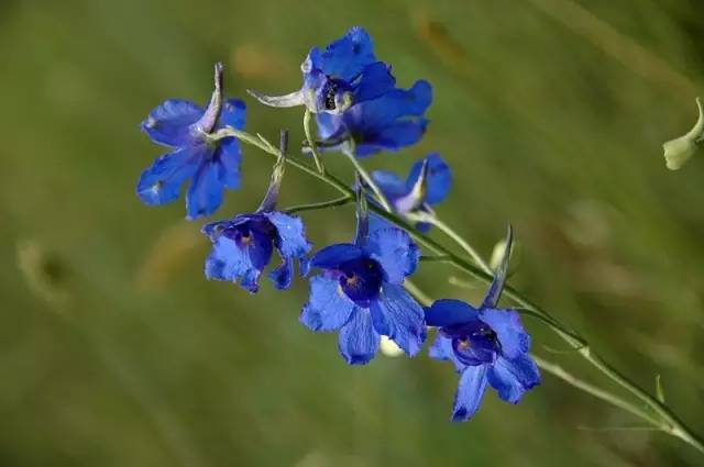 眼睛花了？这种花竟然酷似纷飞的“云雀”？