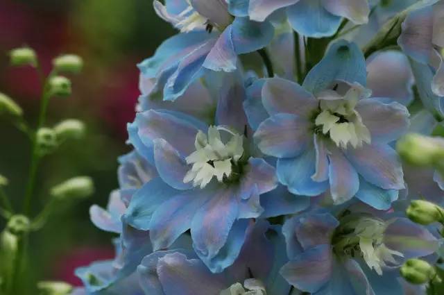 眼睛花了？这种花竟然酷似纷飞的“云雀”？