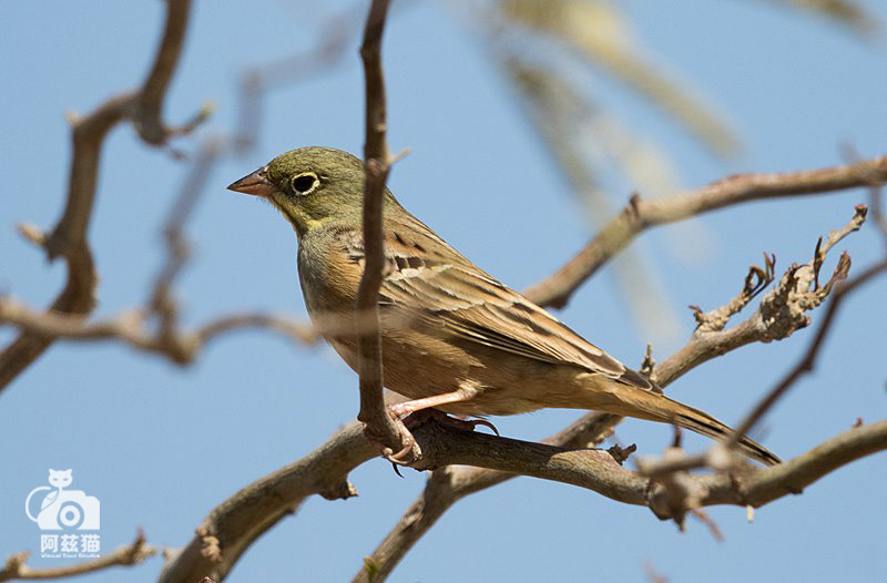以色列，闯入“禁区”的观鸟人