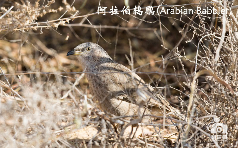以色列，闯入“禁区”的观鸟人