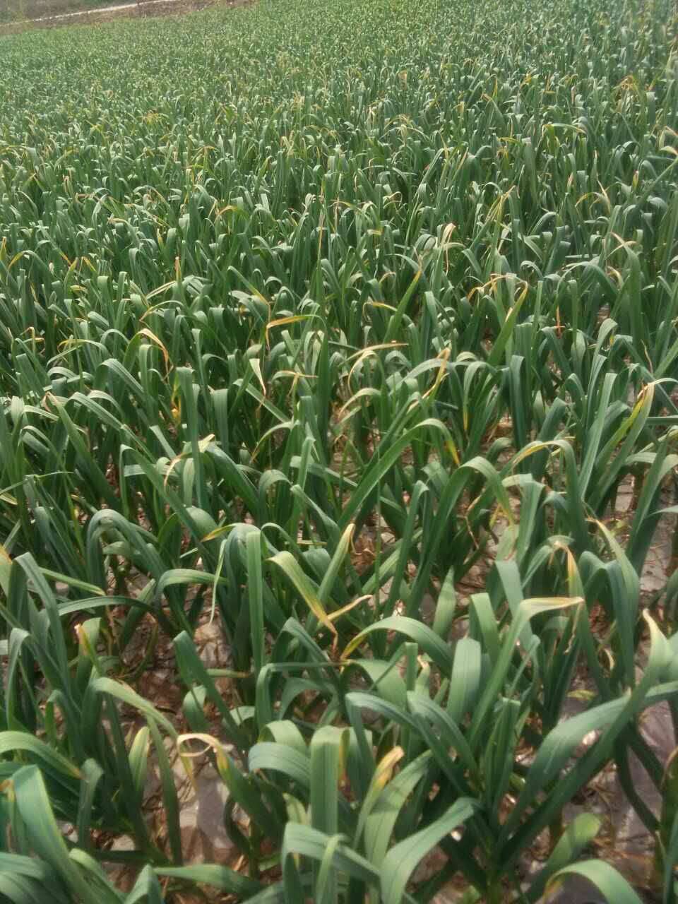 一起走进中国大蒜第一镇