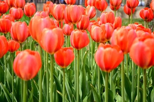 不同颜色的郁金香有着不同的寓意,郁金香的花色寓意是永恒的爱