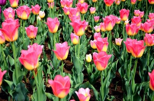 不同颜色的郁金香有着不同的寓意,郁金香的花色寓意是永恒的爱