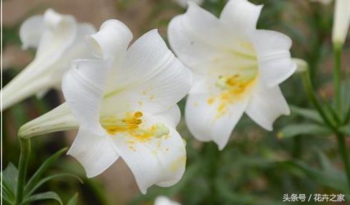 生如夏花之绚烂死如秋叶静美全文,生如夏花之绚烂死如秋叶静美感悟