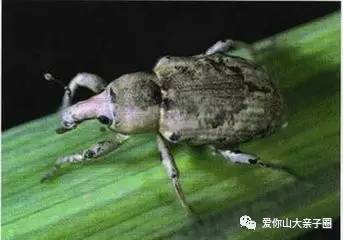 惊掉你下巴的“变态”虫生！盘点动物界那些长着长着就变形的主儿