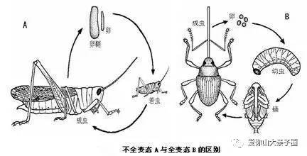 惊掉你下巴的“变态”虫生！盘点动物界那些长着长着就变形的主儿