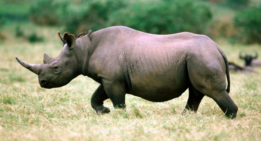 天价的犀牛角,竟如此嚣张