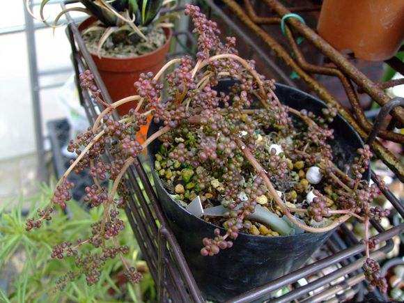 一种国内很少人种养的多肉植物，特别爱喝水，可以半水生