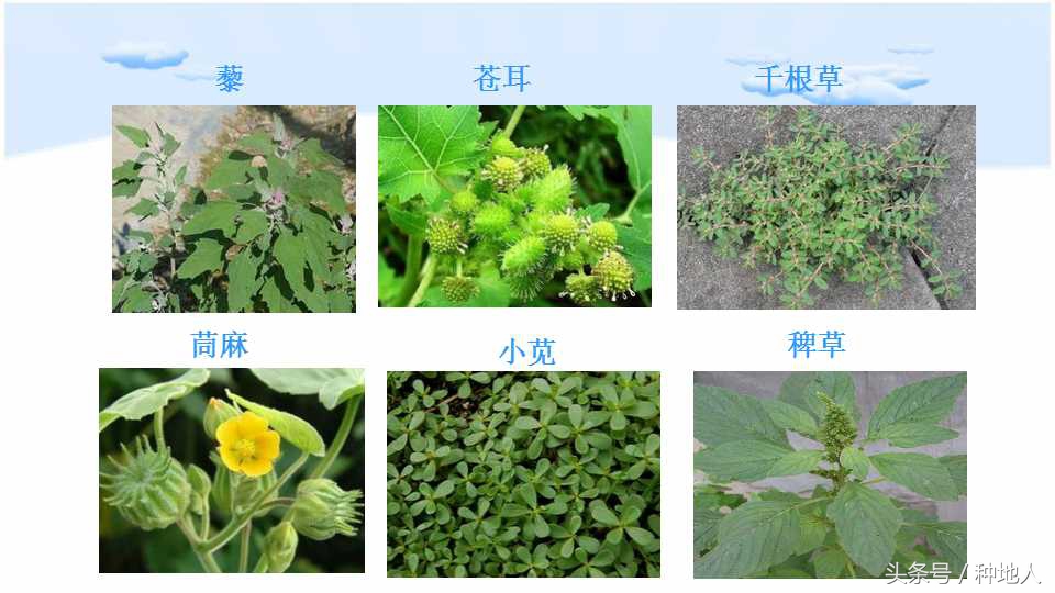 已经开始种花生了怎么种,马上要种花生了