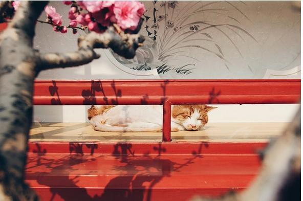 春季手机摄影大赛,摄影有哪些大赛