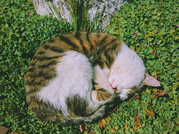 春季手机摄影大赛,摄影有哪些大赛