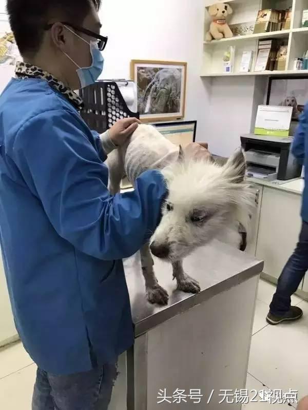 被打伤的萨摩耶,萨摩耶被剪伤了