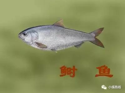 价值千万“贵价鱼”好难养顺德养殖户摸索4年才有收成