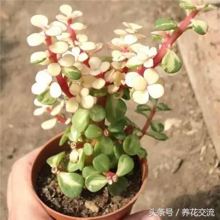 网购被骗种出的离谱花卉,多肉植物从花市买回怎么办