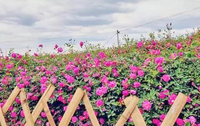 成都周边玫瑰景点推荐一下,成都玫瑰花海一日游