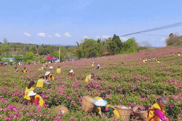 成都周边玫瑰景点推荐一下,成都玫瑰花海一日游