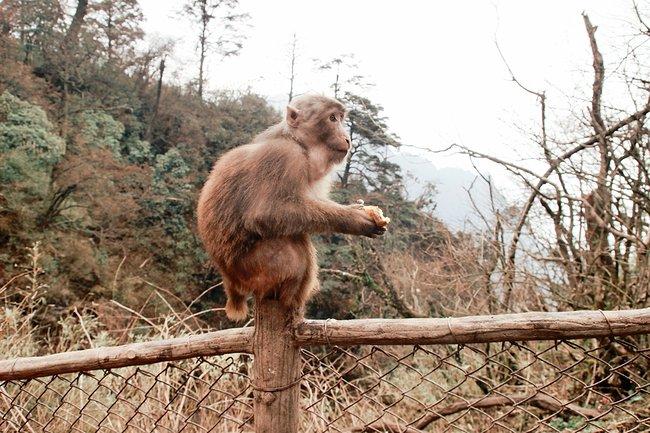 峨眉山一日观金顶日出吃住行攻略,峨眉山吃住行全攻略