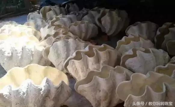 要怎么样才能合法养砗磲,砗磲变黄怎么处理